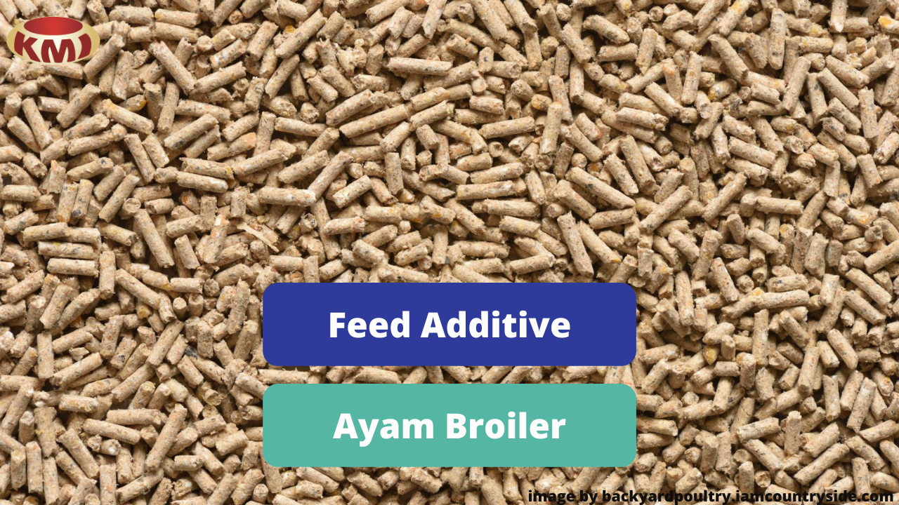 Perbedaan Jenis Feed Addiive Untuk Ayam Broiler